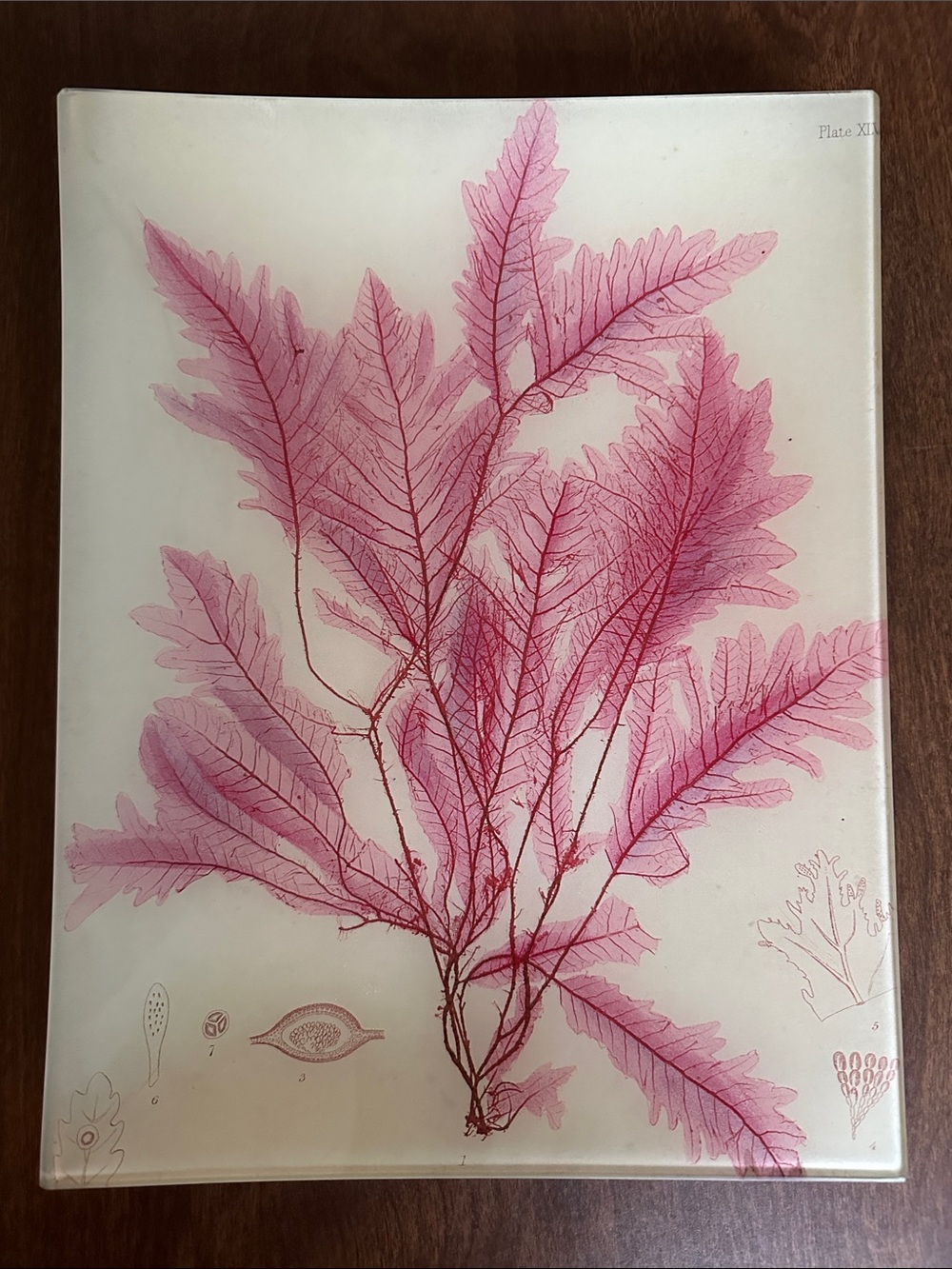 Framed Pink Fern Botanical Decorative Platter